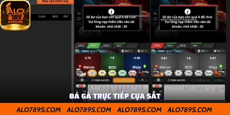 Kèo đá gà trực tiếp cựa sắt
